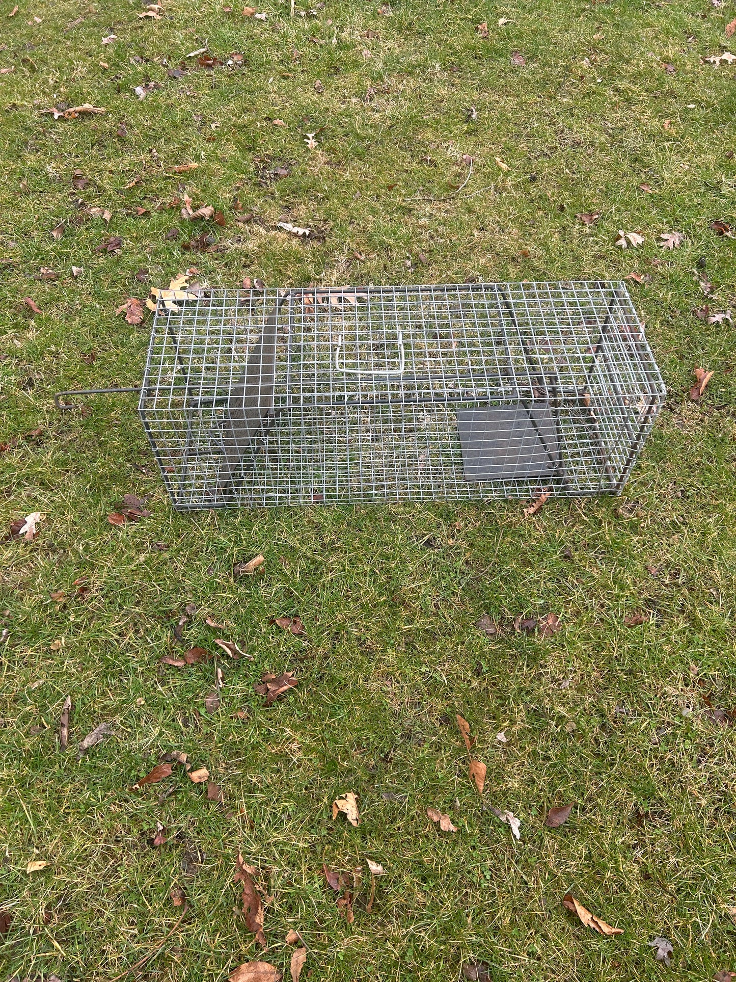 Medium Animal Live Trap