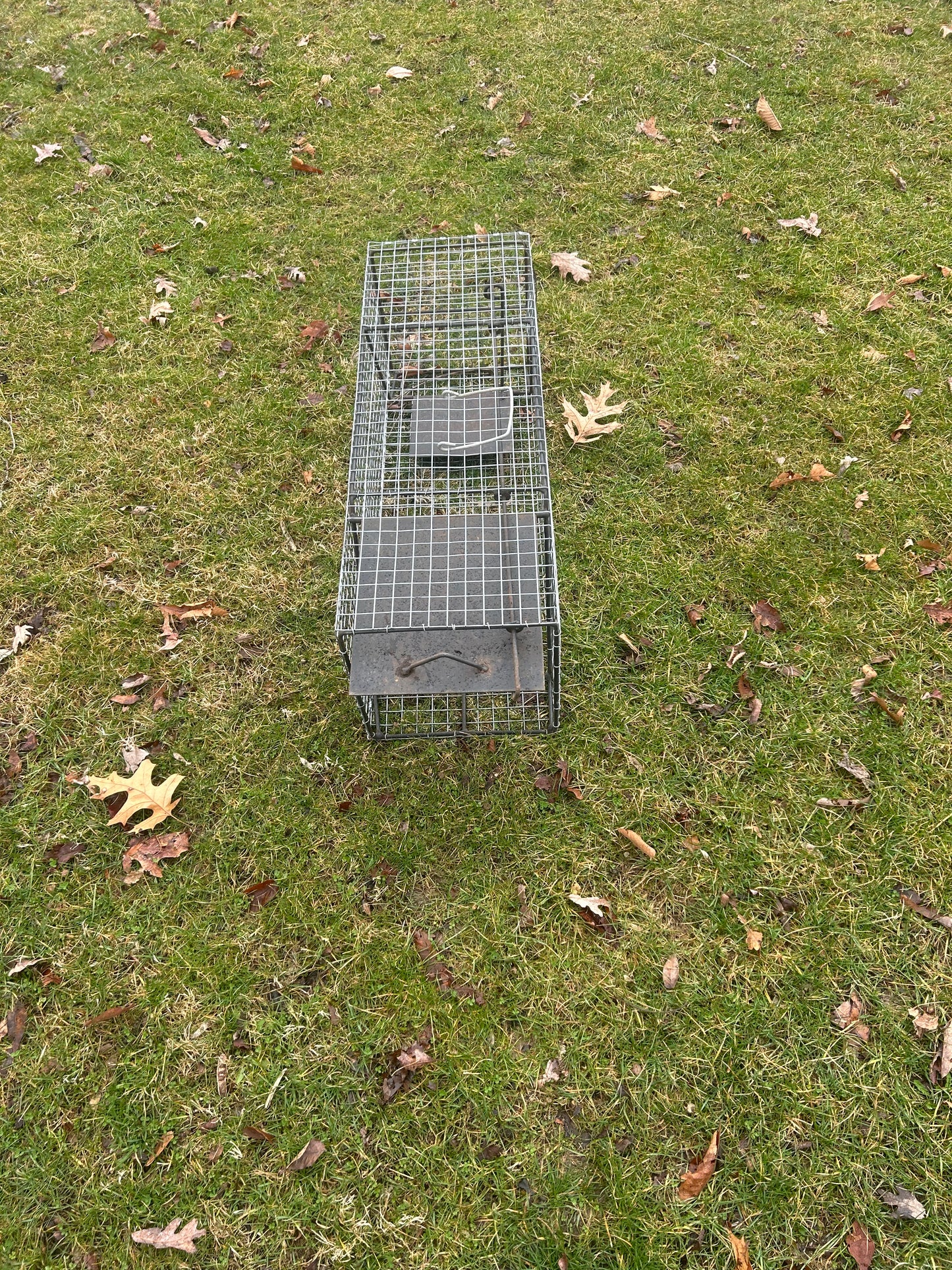 Medium Animal Live Trap