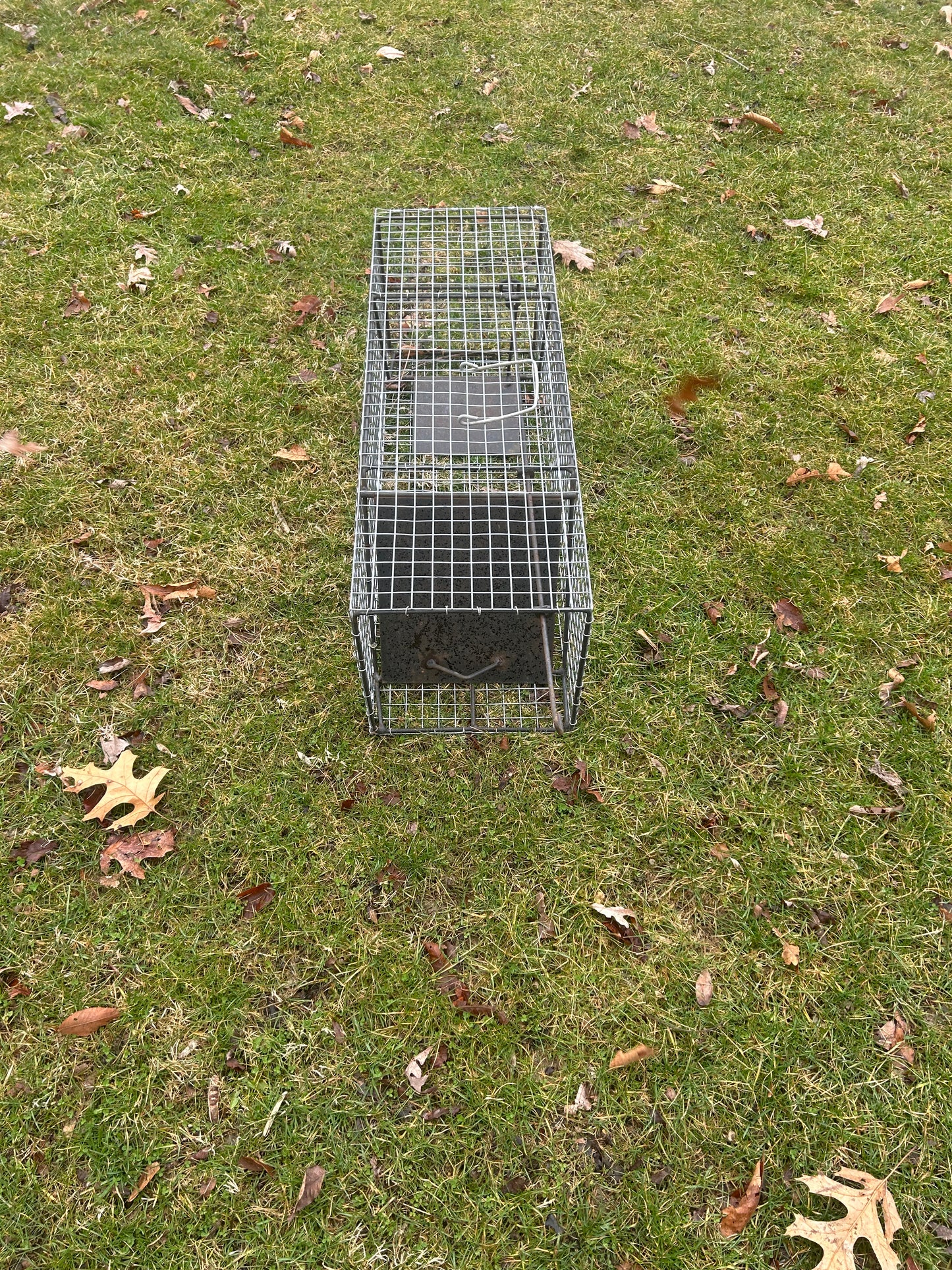 Medium Animal Live Trap